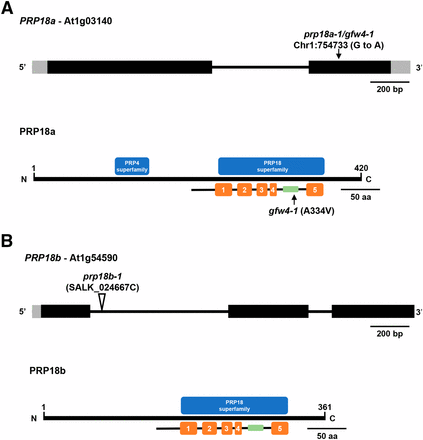 Gene structures, positions of mutations, and protein domains of PRP18 paralogs in Arabidopsis. (A) The PRP18a gene (At1g03140) contains one intron (thin black bar) and encodes a protein 420 amino acids in length. The G to A transition mutation at position 754733 on chromosome 1 in the prp18a-1/gfw4-1 mutant is indicated (top). The PRP18a protein contains a PRP18 domain, which comprises five α-helices (orange bars). A highly conserved loop (green bar), which is important for PRP18 function, is between the fourth and fifth helices. The prp18a-1/gfw4-1 mutation leads to an alanine to valine substitution at position 334 within this conserved loop. This alanine residue is highly conserved in various plant species (Figure S1). PRP18a also contains a PRP4 domain of unknown function. Intact PRP4 proteins are components of U4/U6 and U4/U6.U5 snRNPs. PRP18 family proteins are conserved in yeasts and metazoans (Figure S2). (B) The PRP18b gene (At1g54590) contains two introns and encodes a protein 361 amino acids in length. Much of the length difference between PRP18a and PRP18b is due to missing N-terminal sequences in PRP18b (Figure S1). The PRP18b protein contains a PRP18 domain but not a recognizable PRP4 domain. The prp18b-1 allele contains a T-DNA insertion in the first intron.
