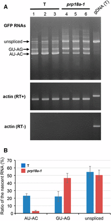 RT-PCR analysis of GFP splice variants in prp18a-1 mutants. (A) Semi-quantitative RT-PCR was used to assess the accumulation of unspliced GFP transcript and two splice variants (resulting from splicing the canonical GT-AG and non-canonical AT-AC introns, respectively) in triplicate samples of the prp18a-1 mutant and the wild-type T line. Actin is shown as a constitutively expressed control. RT- and RT+ panels show experiments with and without reverse transcriptase, respectively. gDNA (T), genomic DNA isolated from T line. (B) The percentages of three major GFP RNA splice variants as determined from an analysis of RNA-seq data (Table S2). The average of five biological replicates is shown. The amount of total GFP transcripts did not change significantly in prp18a-1 mutants.