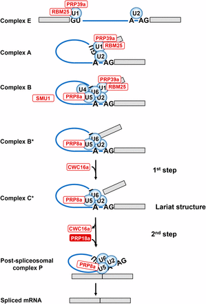 Schematic depiction of spliceosomal cycle. The main spliceosomal complexes, the two catalytic steps, and the predicted positions of factors identified in the genetic screen (white and red ovals) are shown. In Complex E, the U1/U2 snRNPs recognize 5′ and 3′ splice sites (GU-AG) and adenosine branch point (A) by base-pairing. In pre-spliceosomal Complex A, the U1 and U2 snRNPs interact to bring together 5′ and 3′ splice sites. Complex B (pre-catalytic spliceosome) is created by entry of preformed U4/U6.U5 tri-snRNP. Catalytic Complex B* is formed after dissociation of U1 and U4 snRNPs and other conformational and compositional changes. In complex B*, the U2, U5, and U6 snRNPs are positioned by scaffold protein PRP8a and additional proteins, including step I factor CWC16a, to execute the first step of splicing, which releases the 5′ exon and creates an intron-3′ exon lariat structure. In catalytic Complex C*, the U2, U5 and U6 snRNPs are positioned by PRP8a and additional proteins, including step II factor PRP18a, to carry out the second step of splicing, which excises the intron and joins the two exons. After formation of the Post-spliceosomal complex P, the spliced mRNA is released (Matera and Wang 2014). PRP39a and RBM25 are U1 snRNP components; PRP8a is a constituent of the U5 snRNP; SMU1 is present in the B complex but exits before formation of catalytic complex B*; CWC16a is a step I-specific factor; PRP18a, identified in the present study, is a step II-specific factor. Other factors not shown that were identified in the screen include: SmFa, a core snRNP protein and present in U1, U2, U4 and U5 snRNPs; coilin, which participates in snRNP maturation; and RTF2, which acts at an unknown stage of splicing.