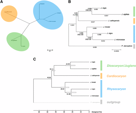 Genome wide phylogenetic trees. (a) An unrooted neighbor joining tree reconstructed from genome wide pairwise divergence estimates. The tree is drawn to scale with the bar representing 0.1 nucleotide substitutions per site. (b) Rooted maximum likelihood trees constructed from the curated nucleotide alignments of single copy BUSCO orthologs appearing in all seven genomes. The scale bar represents 0.005 nucleotide substitutions per site. Nucleotide distances and the number of bootstrap replicates supporting the split are noted on each edge. (c) Juglans chronogram calibrated from (b) estimating section level divergence times (MYA).