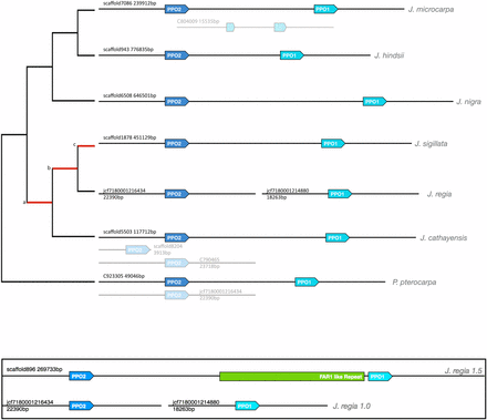 Orthologs, paralogs, and alleles of PPO1 and PPO2 in the six Juglans species and the outgroup P. stenoptera. Figure illustrates the location, order, and orientation of the PPO gene family in each assembly. Copies identified as haploid alleles are gray. A allelic copy of PPO1 interrupted by an insertion was also noted in J. microcarpa. Lineages with positive Ka/Ks are marked in red on the dendogram to the right. [a,b] PPO1 Ka/Ks 0.006/0.002 PPO2 Ka/Ks 0.001/0 [b,c] PPO1 Ka/Ks 0.03/0.01 [c,] PPO1 Ka/Ks 0.002/0. Inset: Comparing J.regia v1.5 (top) and v1.0 (bottom). In J.regia v1.5 the two genes are tandem and the contiguous interval between reveals a novel repetitive sequence with homology to FAR1 and the potential cause of the original assembly issue.