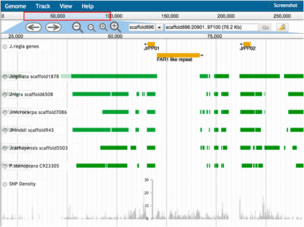 Desktop genome browser sessions using JBrowse. The PPO1 and PPO2 region of scaffold896 in J. regia v1.5. The gene regions for PPO1 and PPO2 are aligned to the same scaffold in assemblies as divergent as the outgroup P. stenoptera. An apparent excess divergence in J. regia coincides with a lineage specific insertion of a 10kbp FAR1 domain containing repeat. At this scale only SNP density is visible. Zooming in would reveal the 8 sites overlapping PPO1 and the 20 sites overlapping PPO2.