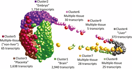 Three-dimensional gene atlas derived from gene expression data for maternal placental/ovarian complex (MPC), late-stage embryonic, brain, and liver tissue. Proximity in space indicates similarity in gene expression profile across tissues. Clusters were defined using MCL clustering algorithm on highly expressed genes (>50 FPKM in at least on tissue type) from Roche 454 RNA-seq. Clusters 1-4 are mostly, though not exclusively, made up of transcripts that are tissue-specifically expressed, while clusters 5-9 consist of transcripts that are highly expressed across multiple tissues. Each of these clusters (1-9), had 2,940, 1,734, 1,638, 373, 65, 30, 28, 25, and 5 members, respectively.