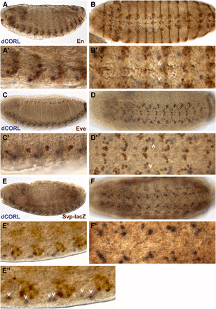dCORL is present in embryonic ventral cord cells that are neither En, Eve nor Svp positive. dCORL RNA in stage 14 wild type embryos with antibodies as indicated. Left column is lateral and right column is ventral view at higher magnification. A,B) En (brown) and dCORL (purple) are shown in A) medial and B) apical view. En is present in ventral cord cells and ectodermal stripes in both views. Employing the nomenclature of Doe (1992), En is found in rows NB-6 and NB-7 at the posterior end of each segment. dCORL is located apical and anterior to each row of En (white arrowheads in B’). C,D) Apical views of Eve (brown) and dCORL (purple). Eve is observed in ventral cord cells and groups of ectodermal cells lateral to the ventral cord. In the ventral cord, Eve marks ganglion mother cells aligned along the anterior-posterior axis in the medial region of each segment. dCORL is located apical and lateral to Eve ventral cord cells. On the anterior-posterior axis dCORL cells (white arrowheads in D’) are between Eve ganglion mother cells derived from NB4-2 and NB6-2. E,F) Stage 15 medial views of Svp-lacZ (brown) and dCORL (purple). Svp-lacZ is visible in ventral cord cells and in groups of ectodermal cells lateral to the ventral cord. In the ventral cord, Svp-lacZ marks many neuroblasts and ganglion mother cells in each segment. dCORL cells are located anterior and apical to a subset of Svp cells in a stereotypic position that corresponds to the axis of neuroblast to ganglion mother cell division for NB5-4, NB5-5 or NB5-6 (white arrowheads in E”).