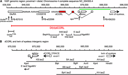 Eleven reporter genes covering dCORL. A) Genomic map of 60kb around dCORL from 936,500bp to 996,500bp on chromosome 4. Boxes representing genes are enlarged at this scale for visibility but are appropriately placed and proportional to each other. dCORL spans 962,341bp to 978,489bp (Ref Seq NC_004353.4) with exons from the longest of three known dCORL transcripts indicated (transcript-RB in Flybase). Red boxes contain the ORF and V-shaped lines indicate splicing (small introns3&4 not shown). dCORL transcription is anti-parallel. The Df(4)dCORL deletion eliminates dCORL, Glu-RA (936,819bp), CG32016 (951,542bp) and the non-coding RNA sphinx (975,168bp transcribed in parallel). The parallel transcribed toy (exon1 989,725-990,502bp) is located distal to Df(4)dCORL (Takaesu et al. 2012). The insertions PBf07015 (936,128bp) and PBf06253 (979,771bp) are FRT-containing transgenes employed to generate Df(4)dCORL via introchromosomal recombination. PBe02096 disrupts CG32016. Glu-RA2b is a precise excision reverting to wild type and Glu-RA112b is a deletion that acts as a null. Sphinx720RW is an allele engineered to interrupt splicing. Four nuclear-lacZ reporters were created in the HZR vector (high levels of expression yield nuclear and cytoplasmic staining). They begin proximally at the BspHI site in CG32016 (957,996bp) and end distally at the NgoMIV site (975,555bp) in the first exon of sphinx. They are shown with the location of their genomic DNA inserts in relation to the dCORL ORF from proximal to distal: 3′.lacZ, Int4.lacZ, Int2.lacZ and 5′.lacZ. The green line spanning the intergenic region between dCORL and toy is expanded below. B) Genomic map of 20kb from 970,500bp to 990,500bp. Boxes representing genes are shown to scale as well as appropriately placed and proportional to each other. dCORL and toy exon1 are shown (divergently transcribed) as well as sphinx. Seven HZR lacZ reporters with the locations of their genomic DNA are indicated. Restrictions sites that mark reporter ends are shown, as is the overlap of the distal end of 5′.lacZ (NgoMIV 975,555bp) and the proximal end of KB.lacZ (Kpn 947,998bp). The seven reporters of the second set span a region (14,809bp) that is larger than the formal intergenic region (11,236bp), so as to leave no gap with the first reporter set. The group of seven reporters begins proximal to sphinx, include dCORL exon1 and extend distally into toy exon1. See Materials and Methods for details.