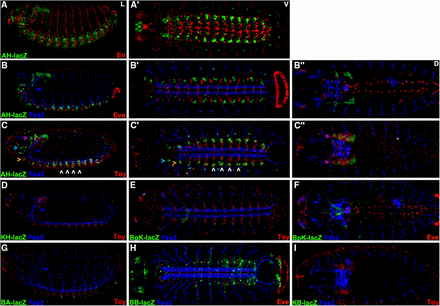 dCORL embryonic reporter expression reveals intertwined activators and repressors. Lateral (left), ventral (center) and dorsal (right) views of stage 16 embryos displaying Fas2 as a neural marker (blue), lacZ (green) and Eve or En or Toy (red). Rows A,B) AH.lacZ is not expressed with En or Eve (no yellow cells). Row C) Lateral and ventral views show that AH.lacZ is expressed in the ventral cord in a small group of bilaterally symmetrical cells per hemisegment at the lateral edge. Toy is also bilaterally symmetrical in the ventral cord and expressed in rows of nine-ten cells aligned from medial to lateral. In each segment AH.lacZ is expressed in several of the lateral-most Toy cells - seen as yellow in C,C’ (examples indicated with white arrowheads). Lateral view shows that AH.lacZ is also present in the trito- deuto- and protocerebrum of the brain (from ventral to dorsal - orange, aqua and purple arrowheads respectively). Protocerebral lacZ expression overflows the nuclei and is visible in cell bodies. Toy expression is also present in the protocerebrum. While coexpression in the protocerebrum appears present in the dorsal view (C” - yellow cells indicated with purple arrowheads), the lateral view (C) shows that protocerebral Toy cells do not coexpress AH.lacZ. Protocerebral Toy cells are instead uniformly ventral to AH.lacZ cells in this region (details in Figure 4). D-I) Five intergenic reporters display no expression (KB.lacZ, BA.lacZ, BgK.lacZ, BpK.lacZ and KH.lacZ). BB.lacZ expression is seen in 1-2 cells per segment in the ventral cord that likely correspond to dCORL as they do not overlap with Toy.