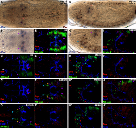 AH.lacZ embryonic brain expression reflects dCORL and not Toy. Stage 16 embryos. Left half dorsal views and right half lateral views. A) Eve (brown) and dCORL RNA (purple). Eve is present along the aorta in two anterior-posterior rows each composed of 2 pericardial cells per segment. Where the aorta squeezes between the brain lobes Eve cells are irregularly arranged (red arrowhead). dCORL medial brain expression appears associated with Eve at this location. B) dCORL RNA is located in groups of cells laterally in the brain (protoerebrum – purple arrowheads) and in a medial group of cells. dCORL is also found in pairs of cells at several locations along the pharynx (example shown with white arrowhead). C, C’) Top half of slices of the brain revealing Eve (red), Fas2 (blue) and AH.lacZ (green) or just Eve and Fas2. Strong protocerebral AH.lacZ expression approximating dCORL RNA is visible (purple arrowheads; lacZ expression overflows the nuclei and is visible in cell bodies). The accurate but incomplete reflection of dCORL expression of AH.lacZ is shown by the lack of expression near the irregularly spaced Eve cells (red arrowhead) and lack of expression near the pharynx (white arrowhead). D) Bottom half of slices from the same embryo displaying ventral expression in the trito-, deuto and protocerebrum (from ventral to dorsal orange, aqua and purple arrowheads, respectively). E) Top half of slices of the brain revealing Toy (red), Fas2 (blue) and AH.lacZ (green) or just Toy and Fas2. Strong protocerebral AH.lacZ expression (purple arrowheads) appears to overlay Toy expression dorsally as well as to the anterior and posterior. F) Bottom half of slices from the same embryo displaying AH.lacZ ventral expression in the protocerebrum (purple arrowheads) anterior and posterior to Toy as well as in the trito- and deutocerebrum (orange and aqua arrowheads). G) Eve (brown) and dCORL (purple). Eve is adjacent to dCORL where the aorta squeezes between the brain lobes (red arrowhead). Close-up view of the ventral brain region of the same embryo revealing dCORL expression in the protocerebrum (purple arrowhead). dCORL expression in the trito- and deutocerebrum (orange and aqua arrowheads) is associated with Eve. H) Complete stack, medial half of slices and apical slices from the quarter of the brain closest to the viewer revealing Eve (red), Fas2 (blue) and AH.lacZ (green). AH.lacZ trito- deuto- and protocerebral expression (orange, aqua and purple arrowheads) is visible with the former two associated with Eve. I,J) Medial half of slices and apical slices from the quarter of the brain closest to the viewer revealing Toy (red), Fas2 (blue) and AH.lacZ (green) or just Toy and Fas2. Both views show that AH.lacZ protocerebral expression (purple, arrowheads) is present anterior and posterior to Toy. Taken together (E,F,I,J) show the envelopment of protocerebral Toy expression on its dorsal, anterior and posterior sides by AH.lacZ.