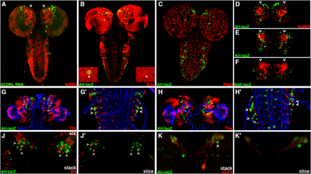 dCORL larval brain expression is present in all dILP2 insulin producing cells. Dorsal view of larval brains with anterior up. A) dCORL RNA (green) with EcR-B1 (red) in wild type are not coexpressed in the mushroom body (white arrowheads). B) AH.lacZ brain displaying lacZ (green) and Elav (red). Coexpression of AH.lacZ and Elav in neurons is visible. The left inset shows a high magnification view in two colors and the right inset the same image in red only. The white arrowhead points to a coexpressing cell. C) AH.lacZ brain displaying lacZ (green) and Repo (red). No coexpression is noted (red and green cells are adjacent). D,E,F) AH.lacZ, KH.lacZ and BgK.lacZ central brains displaying lacZ (green) and EcR-B1 (red). Each reporter reflects subsets of dCORL RNA expression but none is coexpressed with EcR-B1 in the mushroom body (white arrowheads). G,H) AH.lacZ and KH.lacZ brains displaying lacZ (green), Fas2 (blue) and Toy (red). Close-up views of the ventral cord show that AH.lacZ and KH.lacZ are expressed in the lateral-most Toy cells in each row (examples shown with white arrowheads). J) AH.lacZ (green) and Drifter (red) with coexpression in a subset of neurons (white arrowheads). K) AH.lacZ (green) and dILP2 (red) with coexpression in all dILP2 insulin producing cells of the pars intercerebralis - seven cells with green nuclei and red cytoplasm on the right side, the left side is slightly rolled with three cells behind the four that are visible. A single AH.lacZ cell not expressing dILP2 is visible medial to the co-expressing cells in the right hemisphere (white arrowhead). Axons from the coexpressing cells in both hemispheres extend medially and connect with a coexpressing cell outside the pars intercerebralis (right hemisphere).