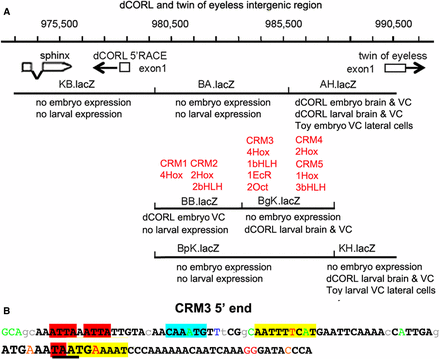 Distinct expression patterns of overlapping reporters and the location of conserved binding sites suggest the presence of intertwined activators and repressors. A) Genomic map with the addition of reporter embryonic and larval expression as well as the location of conserved sequences that may represent cis-regulatory modules (CRMs). The existence of interwined enhancers and repressors is illustrated in the region of overlap for AH.lacZ, BgK.lacZ and BpK.lacZ. In AH.lacZ there is dCORL embryonic and larval expression. However, in BgK.lacZ there is only larval expression and in BpK.lacZ there is no expression. Located in this region, CRM#4 and CRM#5 could function as activators and/or repressors of embryonic and larval expression. The juxtaposition of dCORL embryo expression in BB.lacZ and no expression in the overlapping BA.lacZ and BpK.lacZ, where CRM#1 and CRM#2 are located, is a another example of intertwined activators and/or repressors at either the embryonic or larval stages. CRM#3 lies in the region where BA.lacZ, BgK.lacZ and BpK.lacZ overlap with only BgK.lacZ showing any expression. CRM3# could be an activator and/or a repressor at the embryonic or the larval stage. B) Illustration of clustered and overlapping consensus transcription factor binding sites in the 5′ end of CRM#3. The 107bp nearest to dCORL within the CRM#3 cluster is shown. Bases in black and bold are conserved in the 12 reference Drosophila species. Lower case letters are not conserved in two or more species and colored letters are not conserved in a single species. From left to right, two core Hox binding sites are highlighted in red, a bHLH binding site in aqua, and an inverted repeat of Octamer sites (anti-parallel site upstream). The third Hox site is partially contained within the second Octamer site and illustrated with underlining. Overlapping both the third Hox site and the Octamer site is an EcR site illustrated in large font. The full CRM#3 sequence and additional details in Table S2.