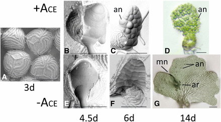 Ceratopteris gametophyte development. (a) SEM of spores three days after inoculation showing trilete markings. (b-d) SEMs of 4.5d, 6d and 14d gametophytes grown in the presence of ACE. (e-g) SEMs of 4.5d, 6d and 14d gametophytes grown in the absence of ACE. The mature hermaphrodite (g) has a meristem notch (mn), archegonia (ar) and antheridia (an) while the mature male (d) has only antheridia (an). Bars = 0.15mm.