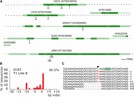 CRISPR/Cas9-induced somatic mutations in T1 Arabidopsis plants. A, genomic structure of the targeted genes and location of the sgRNAs. Dark green boxes designate exons; light green boxes, UTRs; solid lines, introns; white arrows gene orientation. sgRNA numbers are arbitrary identifiers. B, example result of a TIDE analysis. A leaf of a T1 plant expressing a CRISPR/Cas9 construct targeting GLB3 was used to prepare genomic DNA. The targeted region was amplified by PCR and sequenced using standard Sanger sequencing. TIDE software was used to visualize the indel spectrum and estimate overall editing efficiency (top right corner). Bars indicate the number of sequences with a given indel size. Pink bar (indel size of zero) represents WT or base substitution alleles. C, Verification of TIDE using sequencing of individual amplicon subclones. The PAM is highlighted in green, the triangle points to the Cas9 cut site. i, insertion, d, deletion, m, mutation are followed with the number of bases involved.