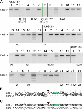 Inheritance of CRISPR/Cas9 mutations. A, PCR amplification of the Cas9 transgene in T2 seedlings from 3 independent GLB3 lines: -1, -2 and -8. Genotypes for all Cas9 null-segregants were estimated using TIDE. NA, not assayed; WT, wild-type; m1, 1bp substitution. Boxed plants were continued. B-C, Sequence alignment of the targeted locus for Col-0 and glb3-3 (B, Line 1, plant 3) or glb3-4 (C, Line 1, plant 7). PAM is highlighted, the Cas9 cut site indicated with a triangle, and microhomology boxed. Mutated bases are in red, deleted bases replaced by a dash. The reading frame is marked. The stop codon generated by the mutation is underlined.