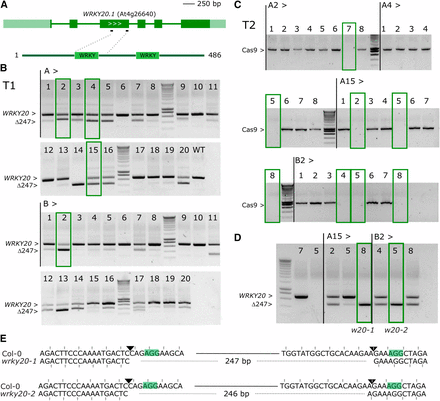 WRKY20 dual sgRNA approach. A, genomic structure of WRKY20 and location of the sgRNAs. Dark green boxes designate exons; light green boxes, UTRs; solid lines, introns. B, PCR analysis of T1 lines. Leaf genomic DNA of 2 batches (A and B) of 20 chimeric T1 plants was PCR amplified. The expected size of the WT WRKY20 amplicon is indicated as well as the expected size of the deletion of 247 bp between Cas9 cut sites. Four continued T1 lines having one T-DNA locus are highlighted with green boxes. C, Cas9 PCR for the four continued lines in T2 generation. Putative Cas9 null-segregants are indicated with green boxes. D, Cas9 null-segregants were genotypes for WRKY20. The selected lines A15-8 (wrky2-1 wrky20-1) and B2-5 (wrky2-1 wrky20-2) are boxed. E, Sequence alignment of the simultaneously targeted loci for Col-0 and alleles wrky20-1 and wrky20-2. PAMs are highlighted, the Cas9 cut sites indicated with triangles. Deleted bases are indicated with dashed lines. The reading frame is marked.