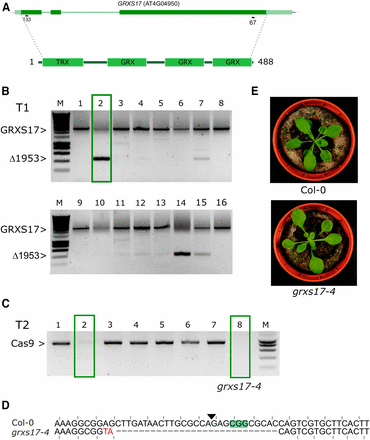 A dual sgRNA approach for GRXS17. A, genomic structure of GRXS17 and location of the sgRNAs. Dark green boxes designate exons; light green boxes, UTRs; solid lines, introns. B, PCR analysis of T1 lines. Leaf genomic DNA of 16 chimeric T1 plants was PCR amplified. The expected size of the WT GRXS17 amplicon is indicated as well as the expected size of the deletion of 1953 bp between Cas9 cut sites. One T1 line having one T-DNA locus that was continued is highlighted with a green box. C, Cas9 PCR for 8 T2 CRISPR plants. Putative Cas9 null-segregants are indicated with green boxes. D, Sequence alignment of the sequence surrounding the 5′ sgRNA site for Col-0 and grxs17-4 (Line 2, plant 8). PAM is highlighted, the Cas9 cut site indicated with a triangle. Mutated bases are in red, deleted bases replaced by an en dash. The reading frame is marked. E, representative rosette phenotypes of WT Col-0 (top) and grxs17-4 (bottom).