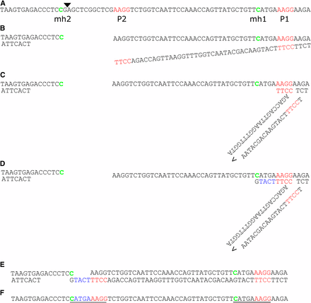 grxS17-3 is explained by loop out SD-MMEJ. A, GRXS17 wild-type sequence surrounding the Cas9 cut site, which is indicated with a triangle. Primer repeat (P) regions are indicated in red with P2 break-proximal. Microhomology repeats (MH) are indicated in green. B, End resection by 5′-3′ nuclease activity and unwinding by helicase activity. C, loop formation by P1-P2 basepairing. D, templated elongation by polymerase activity. E, unwinding. F, annealing of mh2 with mh1 templated complimentary overhang. G, observed repair product in grxs17-3. Inserted nucleotides in blue, resulting direct repeat underlined.