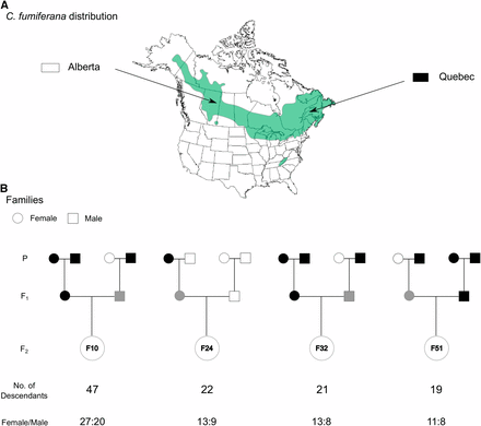 Sampling and crossing strategies employed to generate the Choristoneura fumiferana linkage map. (a) Map showing the geographic range of C. fumiferana in North America and the geographic origins of the two populations (Alberta and Quebec) used to generate the four families depicted below (adapted from Lumley and Sperling 2011). (b) Graphical representation of the family design used to generate the linkage map, with information on the number of descendants/family and the sex-ratio within each family. P, F1 and F2 labels identify, respectively, parent, first and second generations.