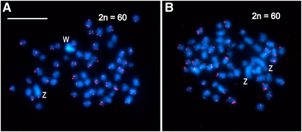 Karyotype analysis of mitotic chromosomes of Choristoneura fumiferana female (a) and male (b) by FISH using the (TTAGG)n telomeric probe. Hybridization signals of the Cy3-dUTP-labeled telomeric probe (red) indicate chromosome ends; chromosomes were counterstained with DAPI (blue). W and Z labels identify the largest chromosomes in mitotic complements, i.e., the sex chromosomes. (a) Mitotic metaphase of C. fumiferana female with a heterochromatic W chromosome and a large Z chromosome (2n = 60). (b) Mitotic metaphase of C. fumiferana male with two large Z chromosomes (2n = 60). Scale bar = 10 μm.
