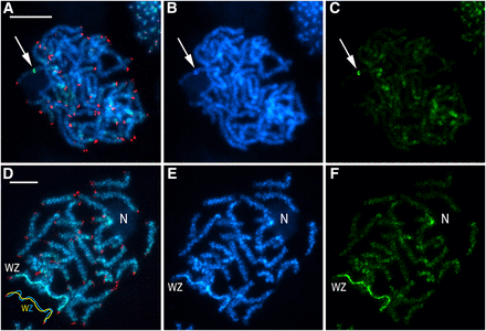 Genomic in situ hybridization combined with the (TTAGG)n telomeric probe in pachytene chromosomes in male (a-c) and female (d-f) Choristoneura fumiferana. Female-derived genomic probe was labeled with fluorescein-12-dUTP (green), and the telomeric probe with Cy3-dUTP (red); chromosomes were counterstained with DAPI (blue). Panels (a-c) show a male pachytene complement; arrows indicate heterochromatic block highlighted with the female genomic probe. Panels (d-f) show a female pachytene complement; “WZ” label identifies the sex chromosome bivalent (see schematic drawing in the lower left corner of panel d), where discrimination of the W chromosome is provided by the female-derived genomic probe; “N” indicates a nucleolus associated with a heterochromatic region (showing strong hybridization signals of the female genomic probe in panel d-f) of an autosome bivalent. (a, d) Merged images of preparations hybridized with female-derived genomic probe and telomeric probe, and counterstained with DAPI; (b, e) DAPI staining pattern; (c, f) hybridization pattern obtained using female-derived genomic probe. Scale bars = 10 μm.