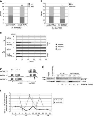 KIN-20 promotes LIN-42 expression. (A-C) lin-42(n1089) mutant worms were subjected to vector control RNAi or kin-20 RNAi and analyzed after growth at 25°C. The percentage of dead worms (A) and dumpy worms (B) after growth for 2 days are shown (N > 150), and were analyzed by a chi-square test (***, P < 0.0005). NS equals non-significant. (C) The presence of alae was analyzed in late L4 and yAd worms after growth on vector control or kin-20 RNAi. N > 20. Alae was classified as complete if it extended continuously over all seam cells in three parallel ridges. Alae was classified as abnormal if it was not complete and/or did not contain three perfectly parallel ridges. (D) Depiction of the lin-42 gene, based on WormBase. The n1089 and ok2385 alleles are marked below the gene diagrams. The site targeted by the LIN-42 antibody is marked with an arrow. (E) Protein was extracted from mixed stage WT N2 and lin-42(ok2385) mutant worms, and synchronized WT N2 worms and kin-20(ok505) mutant worms and analyzed by western blotting for LIN-42 and tubulin. Asterisk denotes non-specific bands. A representative blot from 3 independent experiments is shown. The ratio of LIN-42 A to tubulin after normalization to LIN-42A in WT N2 at the L3 stage is shown. (F) Synchronized WT N2 worms were grown at 25°C and collected every 2 hr as described in Fig. 1 before analysis by qPCR for all kin-20 isoforms (A-F) or the A and B isoforms of lin-42. The ratio to all isoforms of KIN20 at L1 after normalization to actin is shown. Data are shown from 3 independent experiments. Error bars show s.e.m.