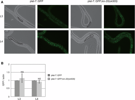KIN-20 does not impact let-7 transcription. (A) Representative images of WT or kin-20(ok505) mutant worms expressing the plet-7::GFP reporter at L3 and L4 stages. Fluorescent micrographs were captured under equivalent exposure times. (B) Total RNA was isolated from synchronized WT N2 or kin-20(ok505) mutant worms expressing the plet-7::GFP reporter during the L3 and L4 stages. The level of GFP after actin mRNA normalization relative to WT N2 worms was calculated from 3 independent experiments. Error bars show s.e.m. NS equals non-significant.