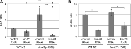 KIN-20 mainly impacts miRNA levels independently of LIN-42. Total RNA was extracted from synchronized WT N2 or lin-42(n1089) mutant worms subjected to 2-generation vector control RNAi or kin-20 RNAi and collected at the L3/L4 stage. RNA was analyzed by qPCR after reverse transcription. The average and s.e.m. of RNA levels from 3 independent experiments are shown and were analyzed by Student’s t-tests (*, P < 0.05; **, P < 0.005; ***, P < 0.0005). (A) Levels of let-7 miRNA after normalization to U18 mRNA relative to WT N2 subjected to vector control RNAi. (B) Levels of kin-20 mRNA after actin mRNA normalization relative to WT N2 subjected to vector control RNAi.