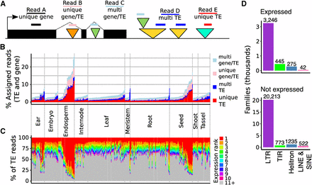 Assessment of expressed TE families in B73. A. Schematic representation of reads assigned to genes or TEs in four categories. The black boxes represent exons of a gene while the colored triangles indicate TEs. Triangles of the same color represent different TEs that are members of the same family. The colored lines represent aligned RNAseq reads. B. For each library, the percent of assigned reads (to TEs or genes) that are assigned to TEs in each of the four categories is shown, with libraries labeled by tissue type and ordered within each tissue by TE contribution. C. The percent of TE reads (unambiguous unique or multi) assigned to the top 10 most highly expressed families, with libraries ordered as in B, demonstrating that much of the variation in total TE contribution across libraries results from expression of the top few families. D. The TE orders for TE families expressed or not expressed in B73 is shown. Less than 15% of all TE families have transcripts.
