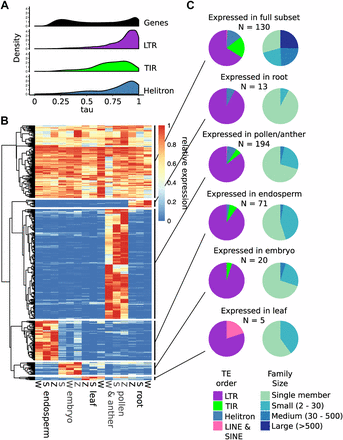 Dynamic transcript abundance for TE families. A. The tissue-specificity of gene and TE transcript abundance was estimated with the tau metric, where low values indicate constitutive expression and high values indicate tissue-specific expression. B. Heat map showing the transcript abundance of TE families that are expressed across the developmental subset or expressed specifically in one tissue type. Transcript abundance is normalized by row. Columns are labeled by dataset (S = Stelpflug et al. 2016, W = Walley et al. 2016, Z = Zhou et al. 2019). C. The TE families in each group are broken down by TE order (left) and family size (right), showing differences between tissue-specific and constitutive groups.