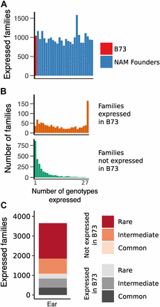 TE transcripts in ear tissue are dynamic across genotypes. A. The number of TE families expressed (RPM >= 1) is similar in B73 and the other NAM founder lines. B. TE families expressed in B73 also tend to be expressed in a large number of lines, while families not detected in B73 tend to be expressed in few lines. C. Breakdown of TEs detected in any genotype, with rare families detected in < 5 genotypes and common families detected in at least 20 genotypes.