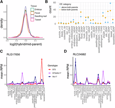 TE expression dynamics in maize hybrids. A. For TE families that are differentially expressed between B73 and Mo17 in four tissues, the distribution of hybrid expression values divided by the mean of the parental values is shown. B. TE families showing non-additive expression in each tissue, defined by the hybrid expressed higher or lower than both inbred parents. The amount of non-additive expression varies across tissues, with the highest counts in reproductive tissues. C-D. Expression profiles of two example LTR families where non-additive expression is restricted to a single tissue.