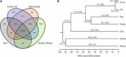 Interspecific gene family features. (A) Venn diagram representing unique and shared gene families within and among the puma, cat, dog, panda, cow, human, and mouse. (B) Phylogenetic tree showing the number of gene family expansions (green) and contractions (red) at each branch across species.
