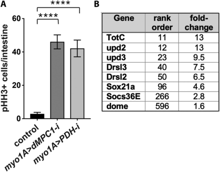 Reduced mitochondrial pyruvate metabolism in enterocytes increases stem cell proliferation in a non-autonomous manner. (A) The EC-specific myo1A-GAL4 driver was used to target RNAi for mCherry (control), dMPC1, or PDH-E1 in the presence of Tub-GAL80ts. The number of cells staining positive for phosphorylated histone H3 (pHH3+ cells) was quantified per intestine after shifting 4-5 day old animals to 29°C for seven days. Data are plotted as the mean ± SEM, n ≥ 20 animals for each condition, ****P ≤ 0.0001. (B) Genes that encode key components in the JAK/STAT signaling pathway increase their expression in myo1A > dMPC1-RNAi intestines. Data from Supplementary Table 1 is depicted for genes involved in JAK/STAT signaling in the intestine, showing their rank order in the RNA-seq dataset and fold-change increase in expression relative to the control.