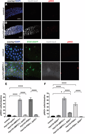 MPC loss of function in enterocytes requires UPD3 and JNK to indirectly control stem cell proliferation. The myo1A-GAL4 driver was used to target RNAi for mCherry (control) (A,C) or dMPC1 (B,D) in the presence of Tub-GAL80ts. The upd3.1-lacZ reporter (gray, A-D) and 10xSTAT92E-DGFP reporter (green, C,D) were used to detect Upd3 expression and JAK/STAT activation, respectively, by immunohistochemistry. Proliferating ISCs are marked by staining for pHH3+ cells (red) and nuclei are stained with DAPI (blue). Panels 2A,B and 2C,D are from independent experiments and depict the R4 region of the intestine. Scale bars represent 50 µm (A,B) and 20 µm (C,D). (E) The myo1A-GAL4 driver was used to target RNAi for mCherry (control), dMPC1, PDH-E1, or upd3, either alone or in combination as shown, in the presence of Tub-GAL80ts. The number of cells staining positive for phosphorylated histone H3 (pHH3+ cells) was quantified per intestine after shifting 4-5 day old animals to 29°C for seven days. Data are plotted as the mean ± SEM, n ≥ 20 animals for each condition. (F) The myo1A-GAL4 driver was used to target mCherry RNAi (control), dMPC1 RNAi, PDH-E2 RNAi, or BskDN expression, either alone or in combination as shown, in the presence of Tub-GAL80ts. The number of cells staining positive for phosphorylated histone H3 (pHH3+ cells) was quantified per intestine after shifting 4-5 day old animals to 29°C for seven days. Data are plotted as the mean ± SEM, n ≥ 20 animals for each condition. ****P ≤ 0.001, *P ≤ 0.05.