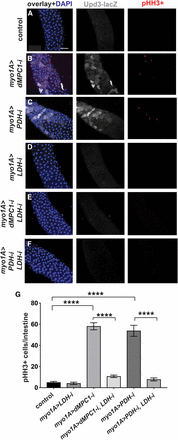 LDH is required in enterocytes for the non-autonomous effect of MPC loss on stem cell proliferation. (A-F) The myo1A-GAL4 driver was used to target RNAi for mCherry (A), dMPC1 (B,E), PDH-E1 (C,F), and LDH (D-F) in the presence of Tub-GAL80ts. The upd3.1-lacZ reporter (gray) was used to detect Upd3 expression, proliferating ISCs are marked by staining for pHH3+ cells (red), and nuclei are stained with DAPI (blue). Images depict the R4 region of the intestine. Scale bar represents 50 µm. (G) The myo1A-GAL4 driver was used to target RNAi for mCherry (control), LDH, dMPC1, or PDH-E1 in the presence of Tub-GAL80ts. The number of cells staining positive for phosphorylated histone H3 (pHH3+ cells) was quantified per intestine after shifting 4-5 day old animals to 29°C for seven days. Data are plotted as the mean ± SEM, n ≥ 20 animals for each condition. ****P ≤ 0.0001.