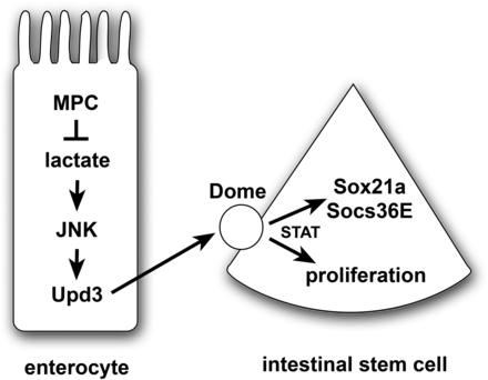 A model for the non-autonomous regulation of ISC proliferation by enterocyte pyruvate metabolism. A loss of the MPC in enterocytes results in increased lactate production by LDH, which activates the JNK stress signaling pathway and Upd3 expression. This secreted cytokine acts through the Dome receptor in ISCs to promote JAK/STAT signaling, resulting in up-regulation of Sox21a and Socs36E as well as stem cell proliferation. Note that this is a speculative model that is intended to summarize the conclusions from this study in the context of the well-established JNK/STAT stress response pathway in the intestine.