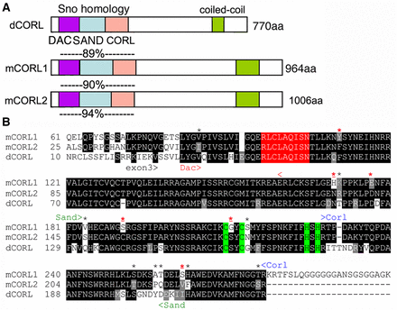 mCORL1 and mCORL2 are equidistant from dCORL in the Sno homology domain. A) Schematic of CORL proteins from fly and mouse with the locations of five named domains shown. Amino acid similarity in the Sno homology domain (Smad binding; 195 residues) between dCORL and mCORL1 is shown above mCORL1, between dCORL and mCORL2 above mCORL2 and between mCORL1 and mCORL2 below mCORL2. Similarity is the sum of identical residues and conservative substitutions where both amino acids share biochemical properties: D/E, K/R/H, N/Q, S/T, I/L/V, F/W/Y, A/G (Smith and Smith 1990). B) Sno homology domain alignment. An amino acid is shaded if the residue is identical (black) or similar (gray) in two or three proteins. The APC recognition site is red and Cys2-His2 zinc finger in green. The Dac, Sand and CORL domains are shown with arrowheads. Fourteen amino acids different between mCORL1 and mCORL2 are indicated by *, a red * indicates 6 positions where dCORL and mCORL2 both differ from mCORL1 and red * indicates 4 positions where mCORL1 has a biochemically distinct amino acid from both dCORL and mCORL2.