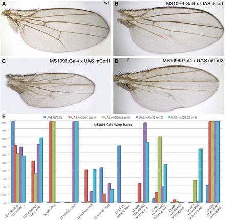 mCORL1 and mCORL2 are not clearly distinguished from dCORL in wing assays. A) Wild type adult female wing. B) UASt.dCORL wing is normal size with 4 ectopic margin bristles on longitudinal vein1, missing posterior crossvein and truncated longitudinal vein5. C) UASt.mCORL1 wing is on average 40% smaller than wild type, has an interrupted longitudinal vein2, missing anterior crossvein and truncated longitudinal vein5. D) UASt.mCORL2 wing with a bifurcated longitudinal vein4, missing anterior crossvein and delta at the posterior crossvein. E) Graph of all phenotypes scored for dCORL and two insertions each of mCORL1 and mCORL2. Of 12 phenotypes, four are in common, four are found only in mCORL1 and mCORL2 and there is one each unique to mCORL1 and mCORL2. Numerical data in Table S1.