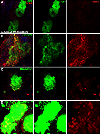 Rescue of EcR-B1 in the MB of dCORL mutants by mCORL2/dCORL not mCORL1. High magnification dorsal view of mushroom body neurons in Df(4)dCORL brains with anterior up. An image of a single slice is shown from left to right as three color (includes Tailless in blue), green alone (GFP), and red alone (EcR-B1). Genotype determined by reference to the sister brain lobe and clone location by reference to Tailless in MB neuroblasts not affected in Df(4)dCORL. A) A clone expressing AY.Gal4 UASt.GFP on II alone. EcR-B1 is absent (n = 6). B) A clone expressing AY.Gal4 UASt.GFP on II and UASt.dCORL on III. EcR-B1 is rescued (n = 8). C) A clone expressing AY.Gal4 UASt.GFP on II and UASt.mCORL1 on III. EcR-B1 expression is faint (n = 12). D) A clone expressing AY.Gal4 UASt.GFP on II and UASt.mCORL2 on III. EcR-B1 is rescued, a phenocopy of dCORL (n = 8). Numerical data in Table 1.