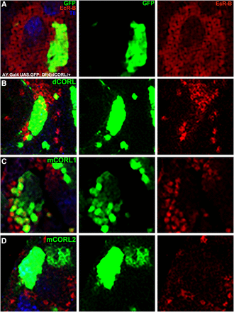 Repression of EcR-B1 in the MB of wild type by mCORL2/dCORL not mCORL1. High magnification dorsal view with anterior up of mushroom body neurons in the brains of wild type siblings (Df(4)dCORL/+) of the mutants shown in Fig. 3. An image of a single slice is shown from left to right with genotype and clone location determined as in Fig. 3. A) A clone expressing AY.Gal4 UASt.GFP on II alone. EcR-B1 is unaffected (n = 6). B) A clone expressing AY.Gal4 UASt.GFP on II and UASt.dCORL on III. EcR-B1 is reduced in the clone (n = 4). C) A clone expressing AY.Gal4 UASt.GFP on II and UASt.mCORL1 on III. Where EcR-B1 overlaps the clone it is largely unaffected (n = 8). D) A clone expressing AY.Gal4 UASt.GFP on II and UASt.mCORL2 on III. EcR-B1 is reduced in the clone, a phenocopy of dCORL (n = 15). Numerical data in Table 1.