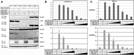 mCORL2 is biochemically distinct from mCORL1. A) Interaction of FLAG-tagged mCORL2 and c-Ski with 6Myc-tagged Smad3 was examined by IP followed by IB in 293T cells. HA-tagged constitutively active ALK-5 (caALK-5) was utilized to activate TGF-β signaling. The top panel shows the interaction of c-Ski with Smad3, but no interaction between mCORL2 and Smad3 (lane 2). The lower five panels are controls for protein expression. B) mCORL1 (top), mCORL2 (bottom) and c-Ski (top and bottom) reduce TGF-β signaling with increasing efficacy as shown by a 12xCAGA-Luc reporter stimulated with caALK-5 in HepG2 cells (in duplicate, error bars are shown). Activity was normalized against co-transfected Renilla luciferase and reported in arbitrary units. mCORL1 and mCORL2 are effective but not as effective as c-Ski at antagonizing TGF-β signaling. C) The same experiment for BMP signaling via a BRE-Luc reporter stimulated with caALK-3. mCORL1 (top) is distinct from mCORL2 (bottom) and c-Ski (top and bottom). As shown in the top, lanes 3-5 do not have a continuously downward trajectory indicating that mCORL1 cannot antagonize BMP signaling. mCORL2 and c-Ski can, with c-Ski a more effective antagonist than mCORL2 as shown by the relative heights of bottom lanes 3-5 (mCORL2) vs. 6-8 (c-Ski).