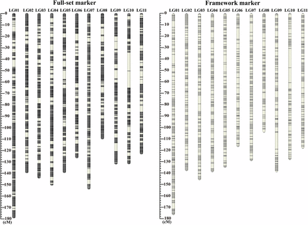 Distribution of full-set and framework markers along the P. orientalis 11 linkage groups. The full-set markers map (left) is composed of 23,926 loci with a total length of 1,506 cM. The framework markers map (right) is composed of 7,559 loci with an average spacing of 0.2 cM and a total length of 1,443 cM. In each linkage group, the black horizontal bars show the positions of the markers. The thickness of bar is proportional to the number of co-segregation markers in the same position.