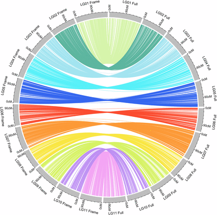 Synteny between the framework marker map and the full-set marker map. Lines connect the same marker on the two maps. Gray blocks on the left represent the 11 linkage groups of the framework map, whereas the 11 blocks on the right represent the full-set marker map.