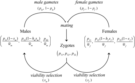 Lifecycle of the model. Zygotes are subject to sexually antagonistic viability selection (sm and sf), perturbing allele frequencies in adults in a sex-specific manner. Sex-specific adult allele frequencies are given in Equations 1 and 2, where w¯f=wf⋅pt and w¯m=wm⋅pt. Surviving adults produce gametes of each allele type in frequencies corresponding to Equations 1 and 2. At this time meiotic segregation breaks the association between the locus and sex. Females and males mate with frequencies proportional to the mate choice matrix (M) to produce the zygote pool in the next generation. Kidwell et al. (1977) gives the recursion for the allele frequencies in gametes (pm, pf), under the assumption of random, genotype-independent mating.