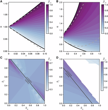 The equilibrium space for the A1 allele under differing selection and dominance conditions. A) The equilibrium space at an additive locus (p^A1, Equation 10), when selection is weak and related between the sexes by the ratio α. Here the equilibrium space is symmetric around α=1 and confined to approximately equal selection between the sexes. The solid black line represent the permissible bounds on α (7) and the dashed gray line represents the first order Taylor series approximation. B) The equilibrium space at an additive locus increases as the strength of selection increases. The solid black line represents the bounds on α and the dashed gray line represents the second order Taylor series approximation. C) The equilibrium space across all dominance conditions when selection is equal between the sexes (s=0.1,α=1). When the dominance coefficients between the sexes sum to no greater than one (hm+hf≤1), then the equilibrium is stable. However, when the sum is greater than one the equilibrium is unstable. D) Strong, asymmetric selection (s=0.4,α=1.5) narrows the equilibrium space and range of stable conditions (hm+hf≤0.8).