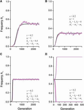 The change in the frequency of a newly derived sexually antagonistic allele (A1) over time. The black line represents the predicted allele frequency from the recursion equation. The overlaid pink and blue lines represent the simulated population (N = 20,000) of females and males, respectively. The strength of selection (s), ratio of selection between the sexes (α), dominance relationship (hm and hf), and mate choice coefficients (m1, m2, and m3) are given in each panel. A) Random mating with additive dominance and symmetric selection between the sexes maintains a stable polymorphism. B) Random mating with complete male dominance and symmetric selection between the sexes maintains a stable polymorphism. C) Assortative mating by fitness with additive dominance maintain a stable polymorphism. D) Assortative mating by genotype with additive dominance has an unstable equilibrium. Multiple simulated populations show how drift will quickly lead to fixation or loss of the A1 allele.