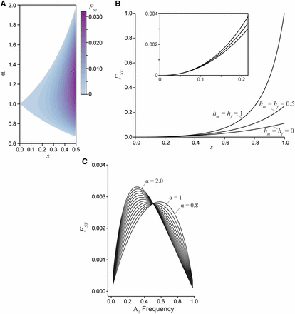 Divergence between the sexes due to a single generation of sexually antagonistic selection. A) Male-female FST for an additive locus (hm=hf=0.5) at equilibrium, where the strength of selection between the sexes is related by the ratio α. B) Male-female FST as a function of selection for three dominance regimes: sex-specific beneficial (hm=hf=0), additive (hm=hf=0.5), and deleterious (hm=hf=1). The sex-specific deleterious dominance curve is at an unstable equilibrium, while the additive and beneficial dominance curves are at a stable equilibrium (for all curves α=1 and the equilibrium frequency is 0.5). Sex-specific beneficial dominance always results in the lowest divergence between the sexes. The inset graph highlights the similarly low divergence values generated under weak and moderately weak selection. C) Male-female FST at a sex-beneficial locus (hm=hf=0: the polymorphic equilibrium is stable only if α=1) as a function of A1 allele frequency for varying degrees of asymmetry in selection (0.8≤α≤2) with a fixed mean selection coefficient (0.5(sm+sf)=0.2).