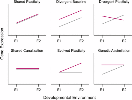 Different patterns for the evolution of phenotypic plasticity in response to environmental change. In each panel, the norm of reaction for the ancestral population is denoted by the gray line and that of the derived population by the red line. Patterns of plasticity can either remain the same, evolve to become different, or change in overall mean level of expression. The various options illustrated here are not an exhaustive list, as combinations of many of these options are also possible.