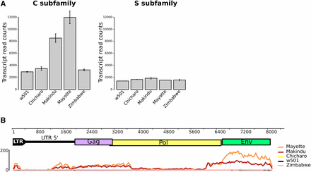 Tirant trancripts analyzed from RNA-seq data. A. Tirant transcript normalized read counts. B. Mapping of tirant reads against the reference tirant copy (subfamily C). The upper part is tirant structure, to scale (in bp). The lower part is read coverage along tirant sequence, obtained from samples of 25,000,000 paired-end reads. We removed LTR 3′ to get rid of multi-mapping issues.