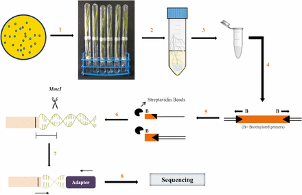 Workflow of insertion sequencing. A transposon insertion library in P. aeruginosa PGPR2 with ∼40,000 mutants was generated and a suspension of 4 X 106 CFU ml-1 was applied to germinated corn seedlings (step 1). Seven days post inoculation, the roots were excised aseptically and briefly vortexed in 20 ml saline containing glass beads to detach the bacteria adhered to root surface (step 2). Genomic DNA was extracted and purified from both input and output populations (step 3). Linear PCR was performed using biotinylated primers to amplify transposon integration site (step 4). The amplified product was captured using streptavidin beads and the second DNA strand was synthesized (step 5). A DNA fragment was digested with MmeI enzyme and ligated with Illumina barcodes (step 6). The product was amplified for a restricted number of PCR cycles and ligated with Ion Torrent adapters on either side (step 7). The sequencing was performed using the Ion Torrent platform (step 8) (adapted from Goodman et al., 2011).