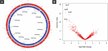 Mutants affected in colonization of corn roots. (A) Genome map showing transposon insertion sites of conditionally essential genes in P. aeruginosa PGPR2 genome. The outer circle represents forward strand (red), the inner circle represent reverse strand (blue), and the gray bars depict the transposon insertion sites. Circular plot was generated using the CG view tool (Stothard and Wishart 2005). (B) Volcano plot representing the genes responsible for fitness of PGPR2 in the corn rhizosphere. The fitness genes with highest significance are highlighted with name designations.