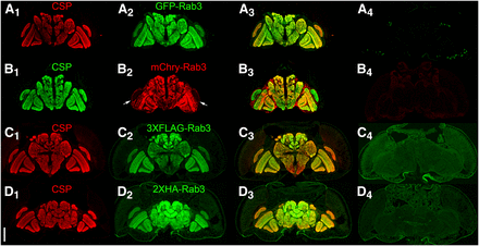 Assessment of co-localization between the endogenous synaptic vesicle marker Cysteine String Protein (CSP) and the tagged variants of Rab3 in immunostained cryostat sections of the adult brain after germline excision (A, B), or germline inversion (C, D). A1-D1) CSP localizes to the neuropil; A2) GFP-Rab3 shows a neuropil distribution; B2) mCherry-Rab3 shows a neuropil distribution except for very weak expression in the lamina (arrows); C2) 3XFLAG-Rab3 and D2) 2XHA-Rab3 show a neuropil distribution; A3-D3) Overlay. A4-D4) Controls without a GAL4 driver exhibit minimal levels of background fluorescence. A4-D4 were processed and imaged identically to A2-D2. Scale bar: 100μm.